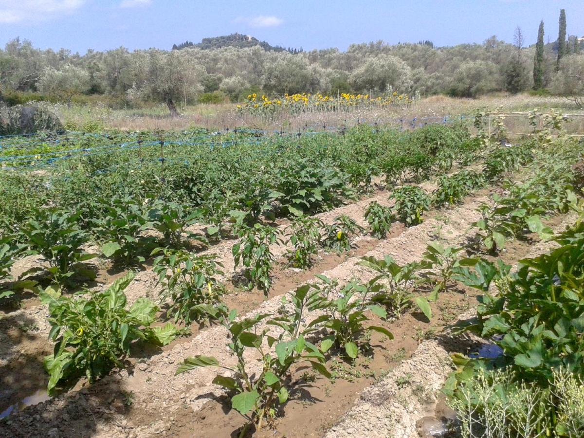 Aroggia Farm Villa Xanthatai Bagian luar foto