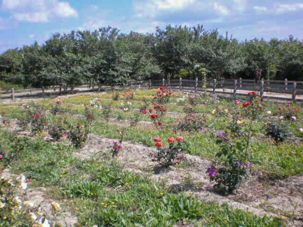 Aroggia Farm Villa Xanthatai Bagian luar foto