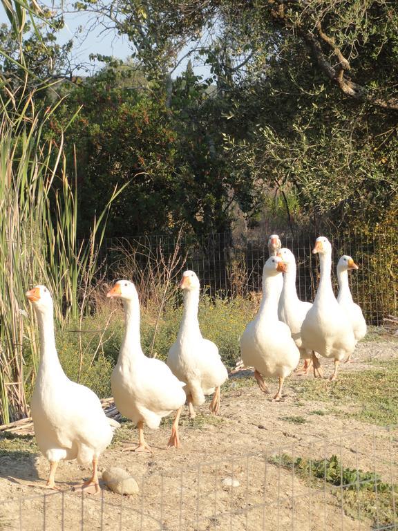 Aroggia Farm Villa Xanthatai Bagian luar foto